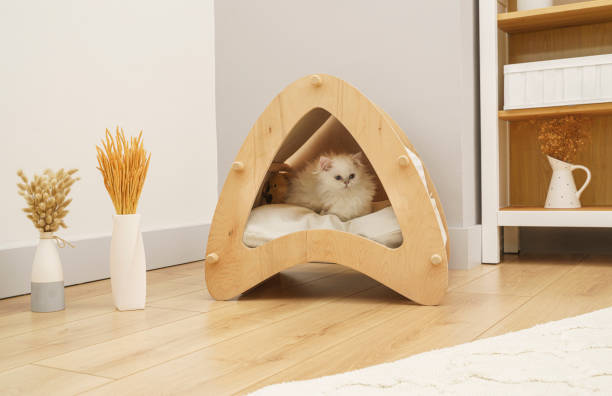 istock Cute Scottish fold kitten playing at home 1390634407