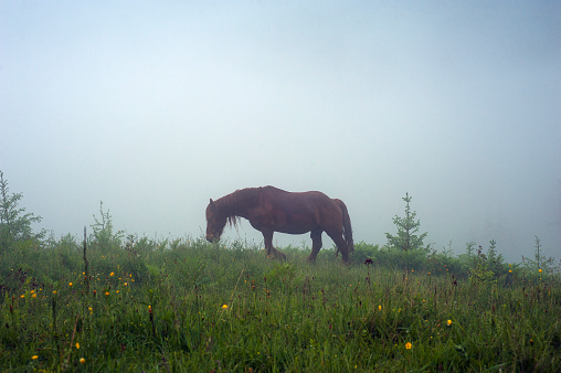 Early misty morning in mountains with horse.