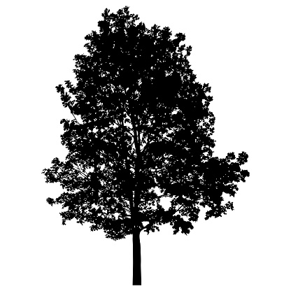 Silhouette of  deciduous tree on white background.