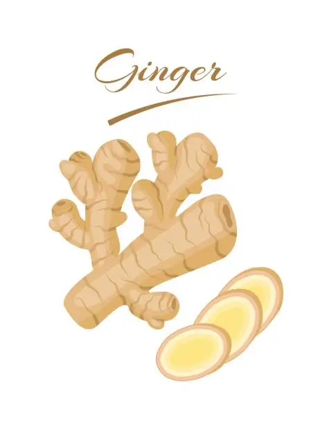 Vector illustration of Fresh ginger rhizome with slices, isolated on a white background. vector illustration.