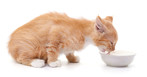 Red kitten and sour cream isolated on a white background.