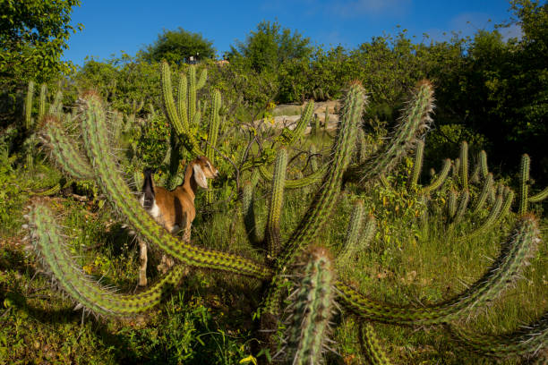 goat with xique-xique cactus in caatinga, assu, northern rio grande, brazil Typical cactus of the northeastern hinterland. They invade the mountains and caatingas of the northeast. Its branches drag along the ground forming true sprawling. The spines are sharp white and form in a cluster with several spines. The plant is light green in color. caatinga stock pictures, royalty-free photos & images