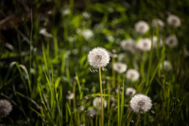"n"nPicture of fluffy white dandelion flowers. Taraxacum is a large genus of flowering plants in the family Asteraceae, which consists of species commonly known as dandelions. The scientific and hobby study of the genus is known as taraxacology."n"n
