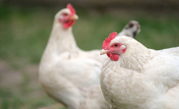 istock Two white chickens are rowing in the fallen leaves. 1390641277