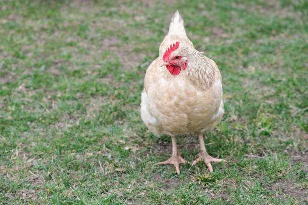 istock Two white chickens are rowing in the fallen leaves. 1390641408