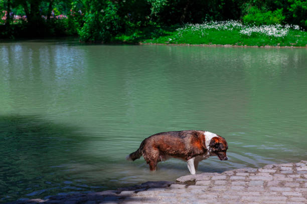 Dog Coming Out From The Water . Wet animal on the lake shore in the park