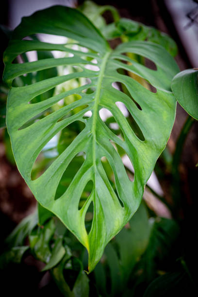 istock Background with natural foliage texture, natural light, selective focus. 1390641642
