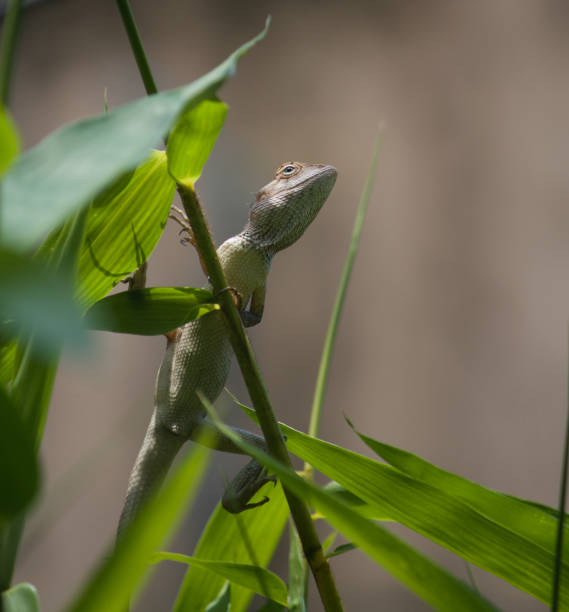 istock Closeup view of a Chameleon holding on to bamboo shoot 1390641683