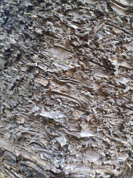 istock Close-up of the texture of a tree trunk 1390642244