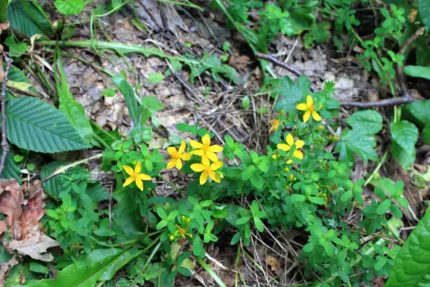 Yellow St. John's Wort flowers (Hypericum)