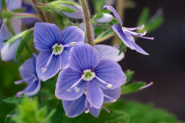 Veronica chamaedrys or germander speedwell blue flower, macro, close-up