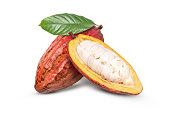 Fresh red cocoa fruit