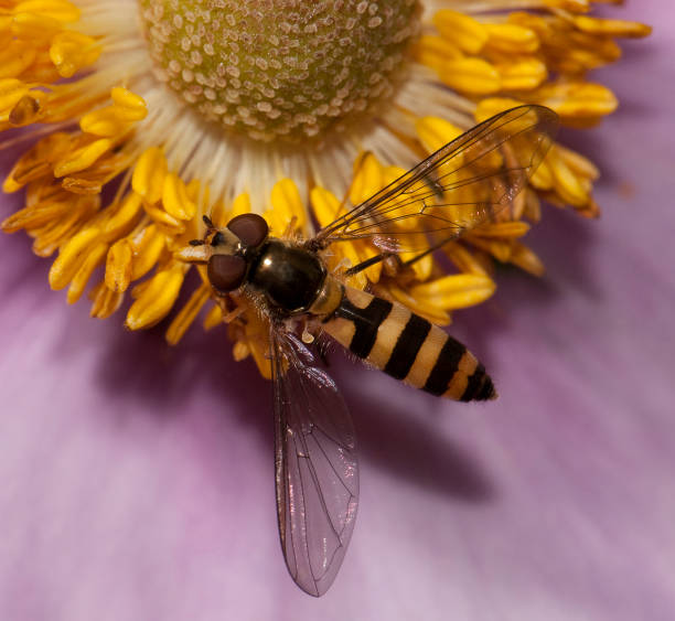 hoverfly xanthogramma pedisequum. - vestigial wing - fotografias e filmes do acervo