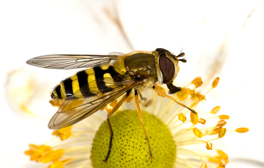 Episyrphus balteatus sur plante sauvage.