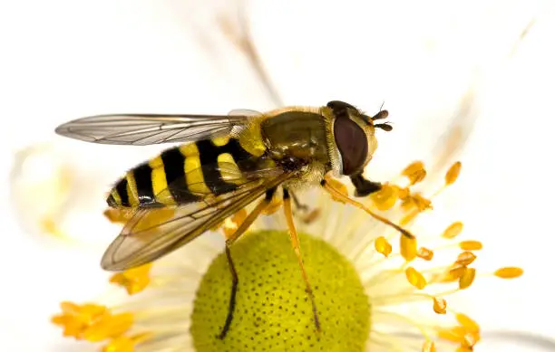 Photo of Hoverfly Xanthogramma Pedisequum.