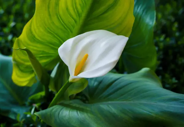 Photo of Calla lily flowers in greenhouse.