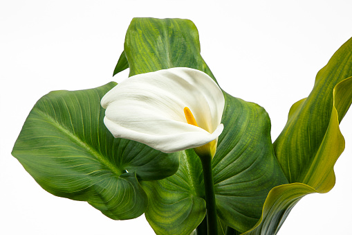 Pair of flowers called calla or lilies isolated on a greenish colored background