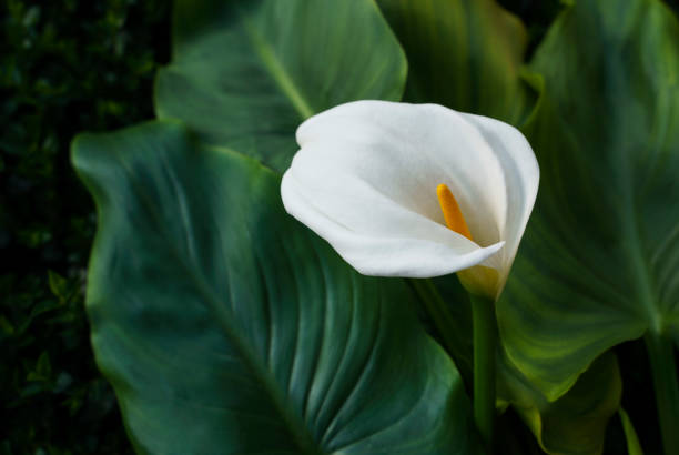 istock Calla lily flowers in greenhouse. 1390645898