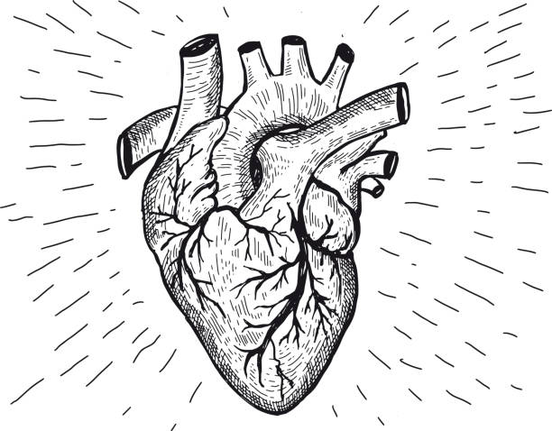 bildbanksillustrationer, clip art samt tecknat material och ikoner med heart anatomy hand drawn illustrations - aorta
