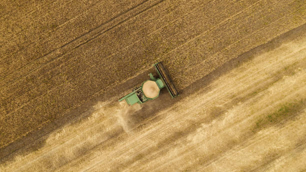 istock Aerial view combine harvester harvesting on the field 1390646594