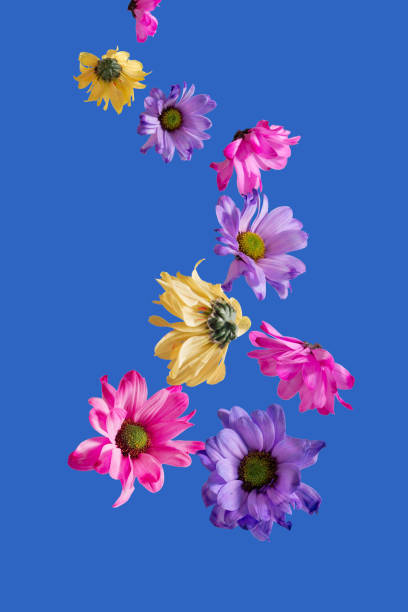 istock Creative arrangement with spring flowers against royal blue background. Minimal nature concept. 1390647650