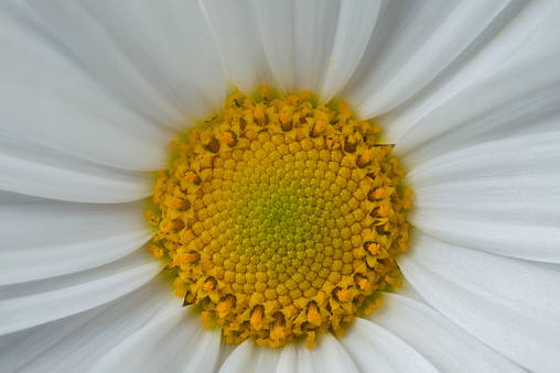 Close up of yellow stamen of white daisy. Extreme magnification with petals, anthers and stamen