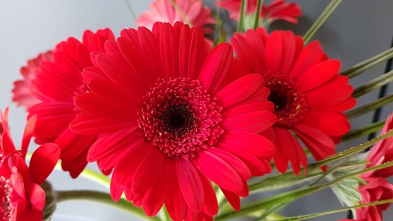 Close up of red gerbera flowers