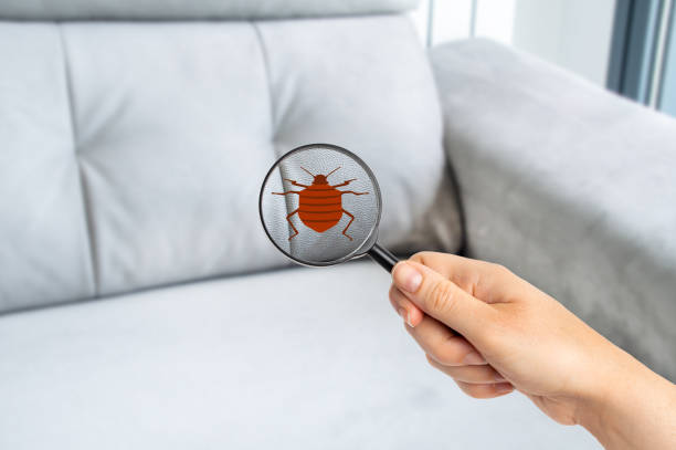 istock woman with magnifying glass detecting bugs in couch 1390653727