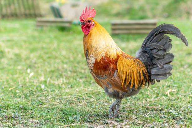 istock Farmyard rooster on an educational farm. 1390653742