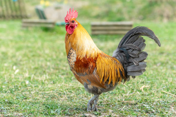 istock Farmyard rooster on an educational farm. 1390653749