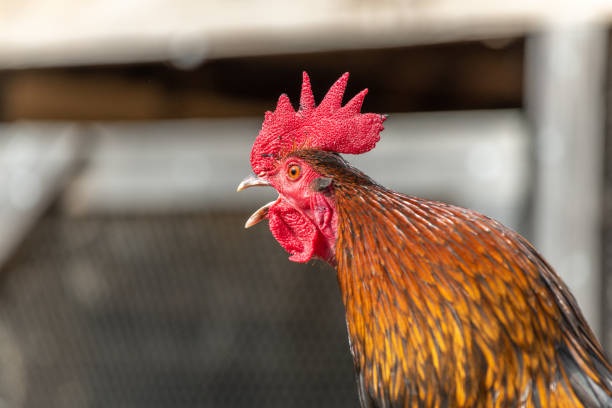The rooster displays its striking red comb and wattles, detailed feathers, and alert expression in a natural setting, highlighting its beauty