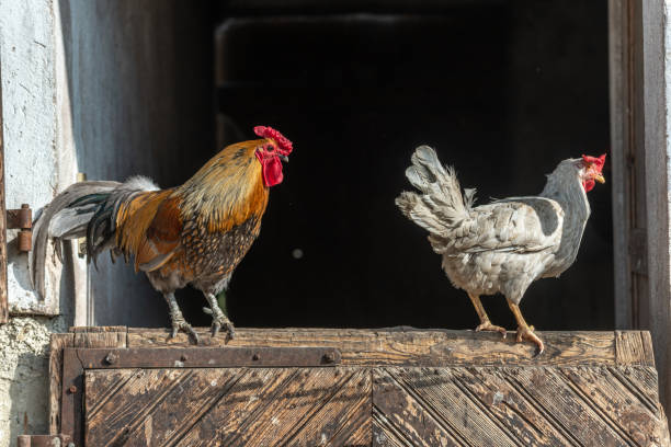 istock Farmyard rooster and hens perched on a gate in an educational farm. 1390654264