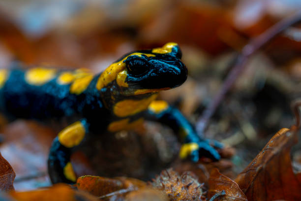istock Spotted salamander in autumn 1390654882