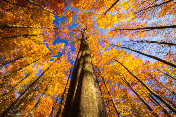 otoño treetops - tree crown fotografías e imágenes de stock