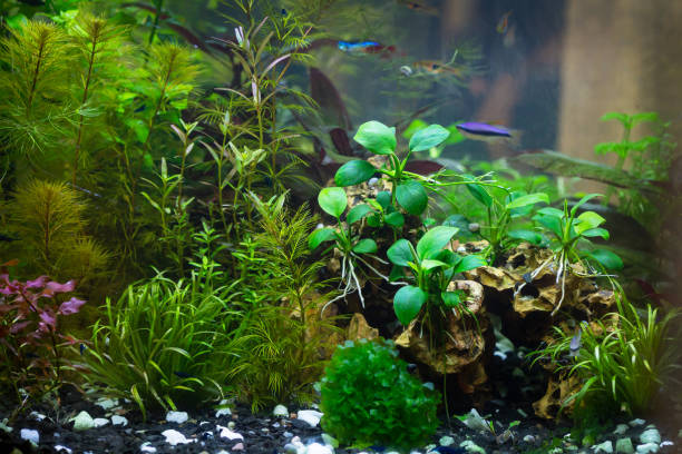 istock Tropical aquascape freshwater aquarium with plants, moss and fish 1390655231