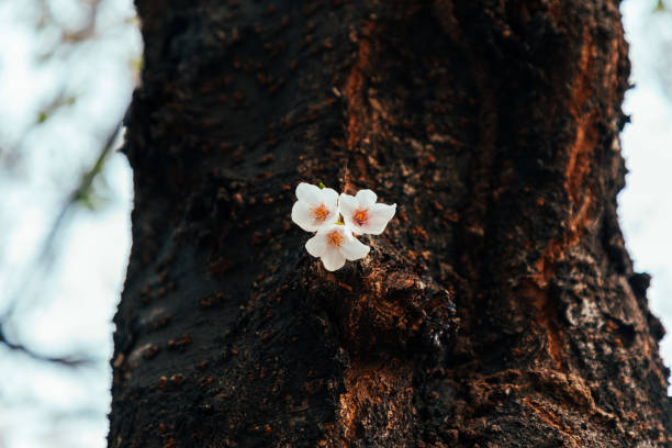 istock Closeup of cherry blossom flowers on a tree trunk 1390657055