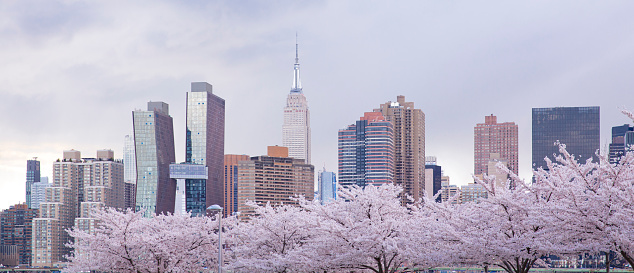 Beautiful view of cherry blossom with Empire state building and Manhattan buildings at the background in New York city