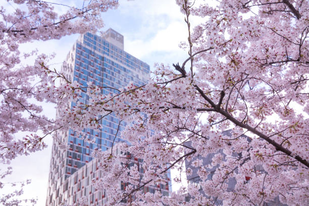 istock Cherry blossom with modern building at New York city 1390657064