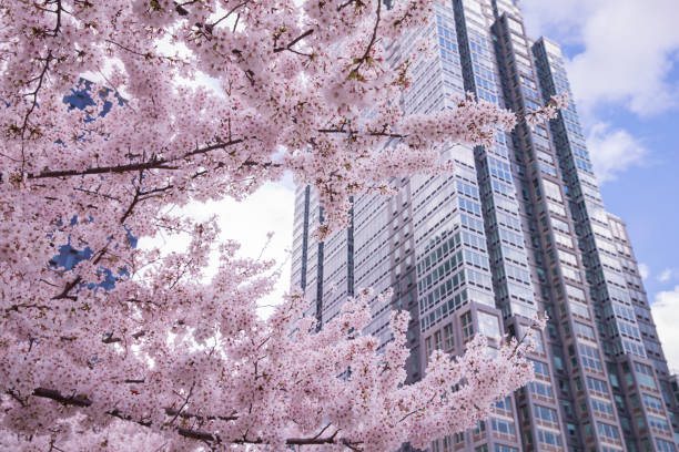 istock Cherry blossom with modern building at New York city 1390657213
