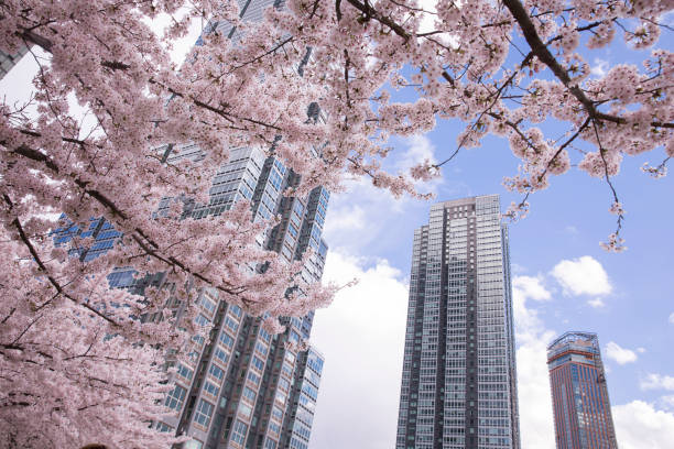 istock Cherry blossom with modern building at New York city 1390657259