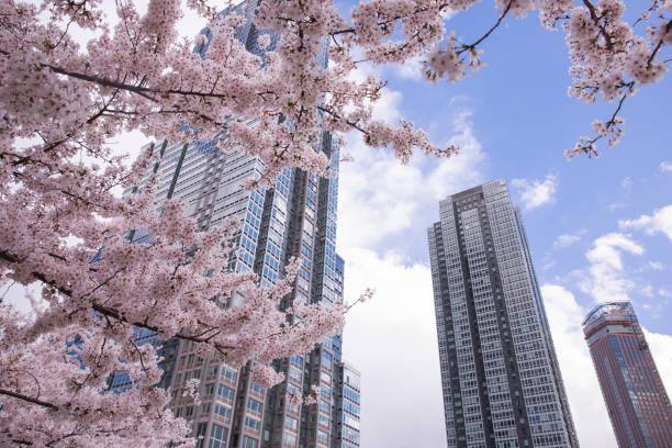 istock Cherry blossom with modern building at New York city 1390657261