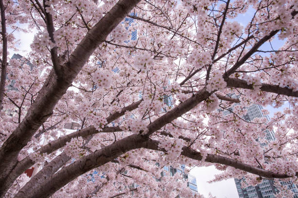 istock Cherry blossom with modern building at New York city 1390657267