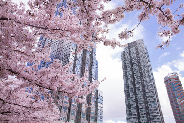 Cherry blossom with modern building at New York city