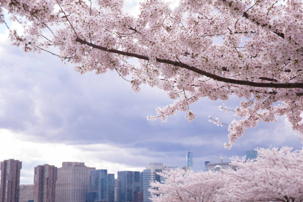 istock Cherry blossom with modern building at New York city 1390657295