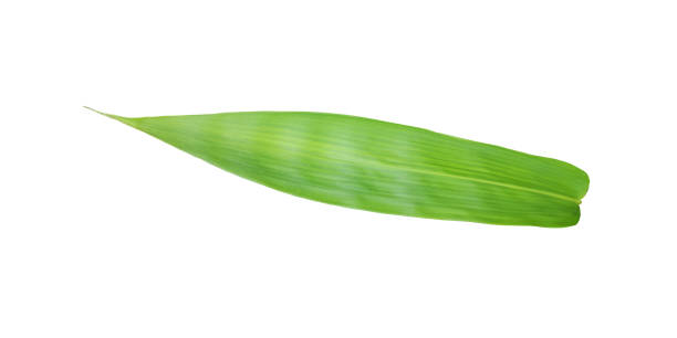 istock bamboo leaves Cut out outline green leaf isolated on white background, fresh 1390658393