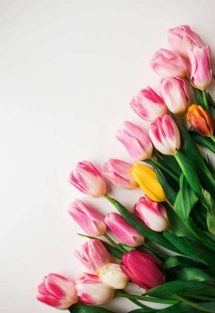 istock Pink fresh tulips flowers on white background 1390659598