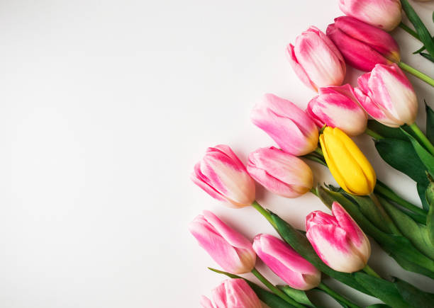 istock Pink fresh tulips flowers on white background 1390659610