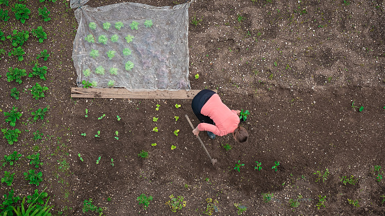 Woman working on home garden and planting vegetables in spring, aerial shot.