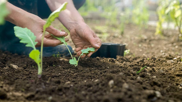 istock Female hands taking tiny seedling from the black plant pot, close up 1390660689