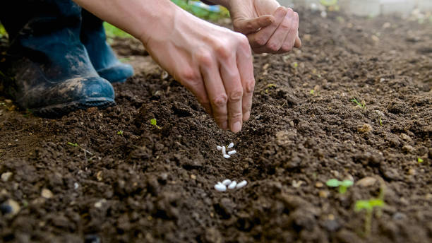 istock Female hands sowing bean seeds outdoors, close up shot 1390660696
